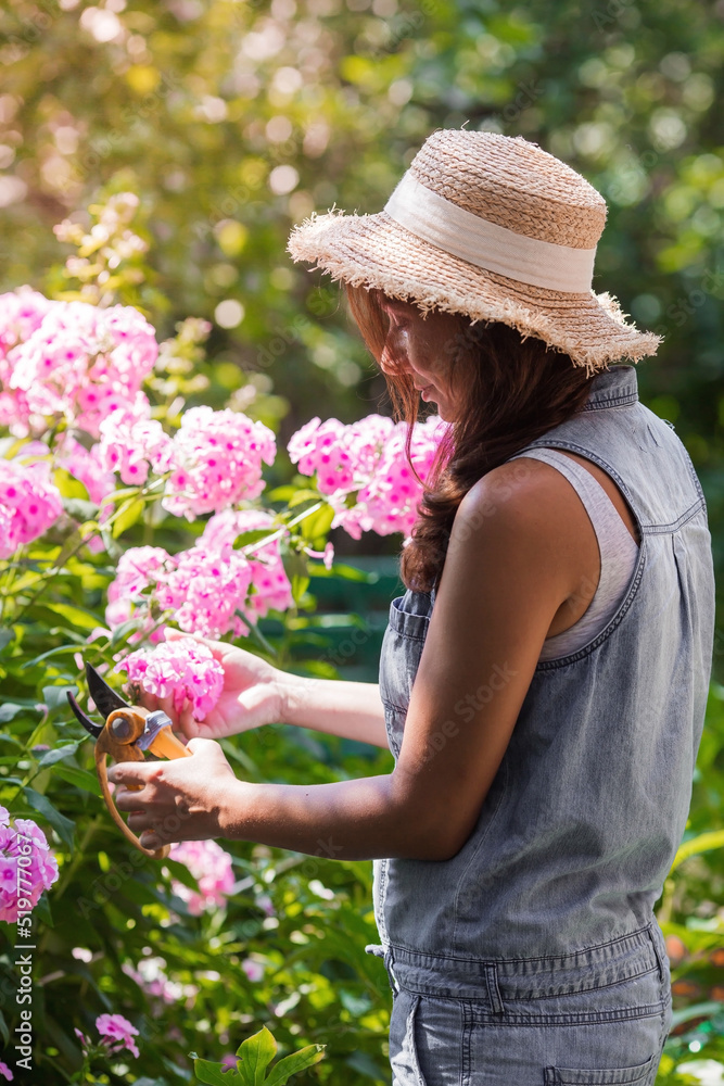 A beautiful young gardener girl in a straw hat is pruning phlox flowers in the garden with pruners. The concept of nature conservation, horticulture and agriculture
