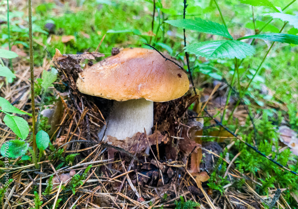 Edible growing summer mushroom in the forest. Eco vegan food. Close-up macro photography Edible growing summer mushroom in the forest. Eco vegan food. Close-up macro photography