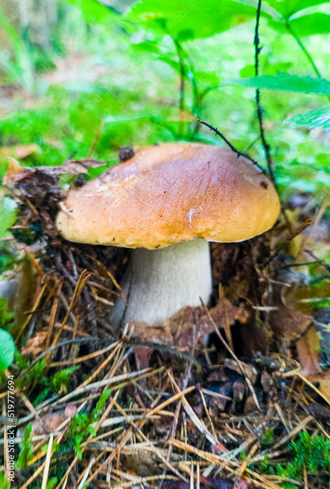 Edible growing summer mushroom in the forest. Eco vegan food. Close-up macro photography Edible growing summer mushroom in the forest. Eco vegan food. Close-up macro photography