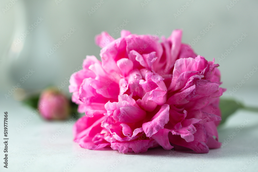 Bright fresh peony in bloom