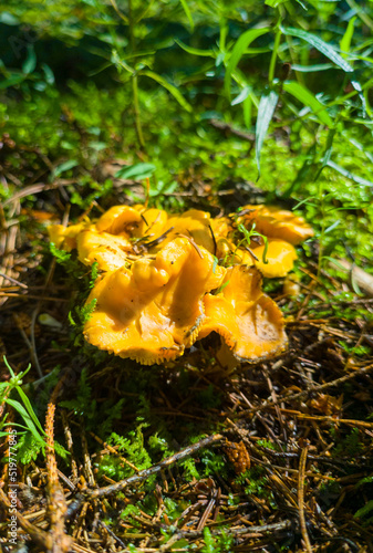 Edible growing summer mushroom in the forest. Eco vegan food. Close-up macro photography