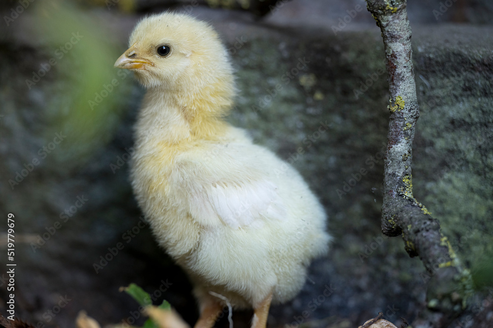 Seven days old free range chicken in the garden Seven days old free range chicken in the garden