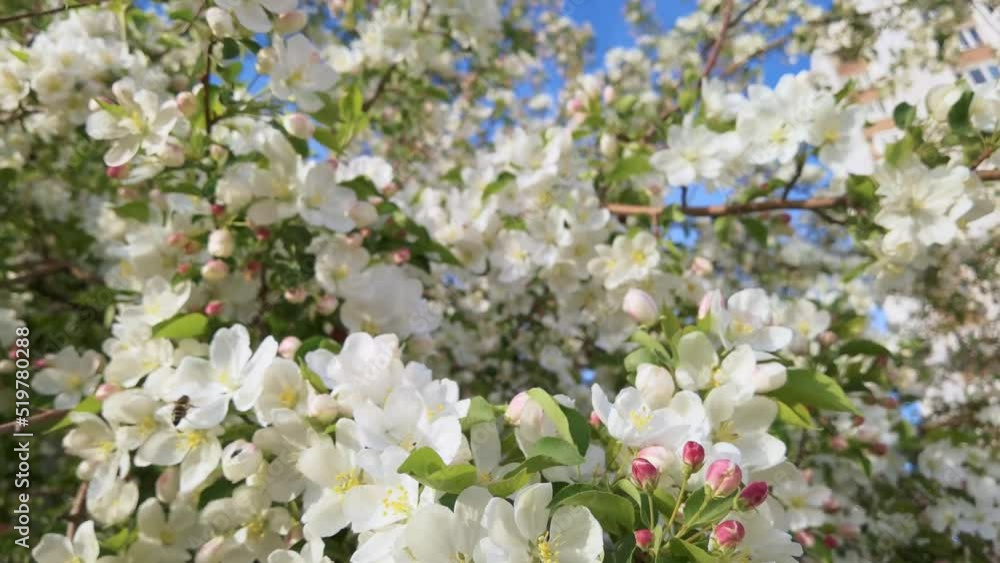 White apple season flower. Allergy macro video. Green grass. Bumblebee garden action. Beautiful blossom and organic flight. Ecology life concept. Slow motion. Springtime White apple season flower. Allergy macro video. Green grass. Bumblebee garden action. Beautiful blossom and organic flight. Ecology life concept. Slow motion. Springtime