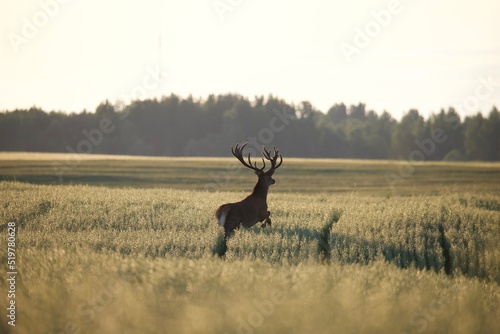 Fototapeta kuchenna deer in the woods