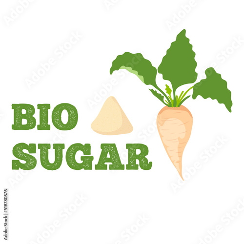 Bio sugar vector illustration isolated on white background, white beet illustration 