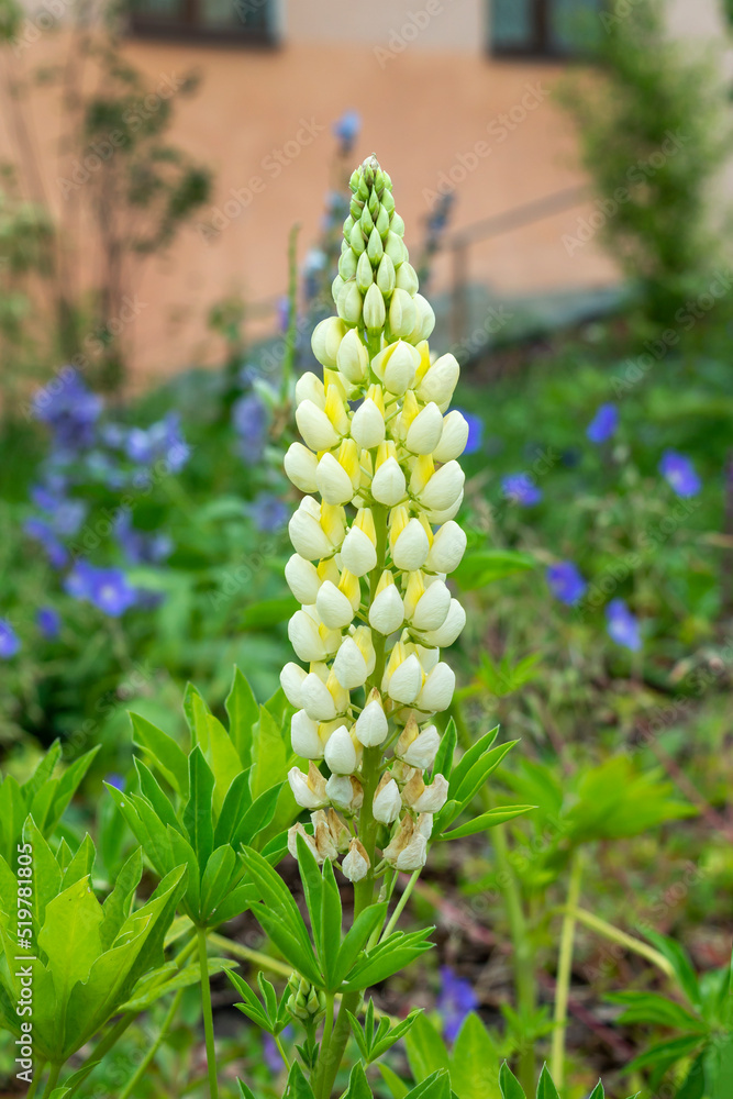 White-yellow flower of Lupinus polyphyllus Yellow Shades inflorescence in the park. Vertical or portrait photo of a flowering perennial plant in a garden. Close-up. Landscaping. White-yellow flower of Lupinus polyphyllus Yellow Shades inflorescence in the park. Vertical or portrait photo of a flowering perennial plant in a garden. Close-up. Landscaping.