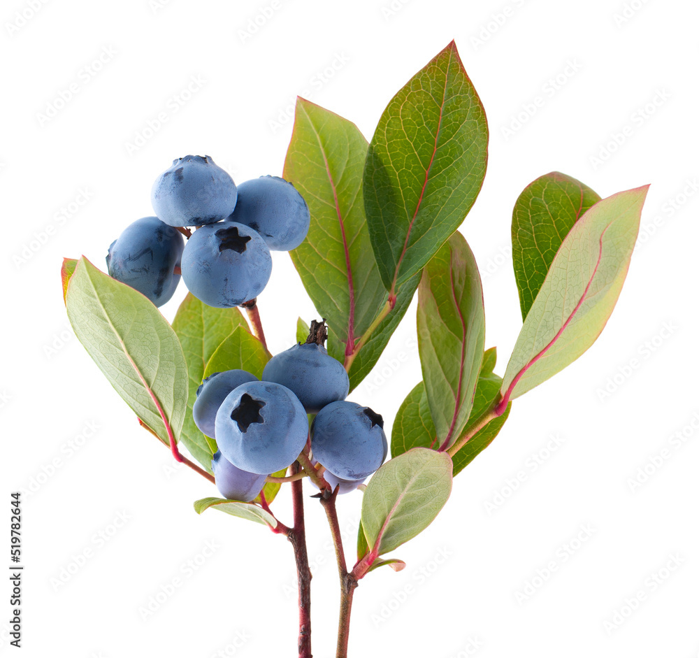 Blueberry branch isolated on white background. Bilberry or whortleberry with green leaves. Clipping path. Blueberry branch isolated on white background. Bilberry or whortleberry with green leaves. Clipping path.