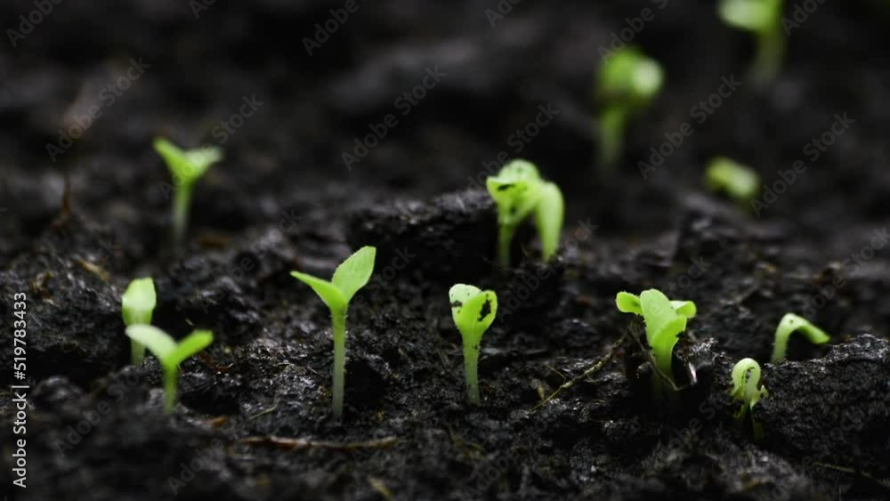 Growing plants Timelapse Salad Sprouts Germination Healthy Food Concept Growing plants Timelapse Salad Sprouts Germination Healthy Food Concept