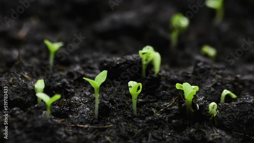 Wallpaper Mural Growing plants Timelapse Salad Sprouts Germination Healthy Food Concept Torontodigital.ca