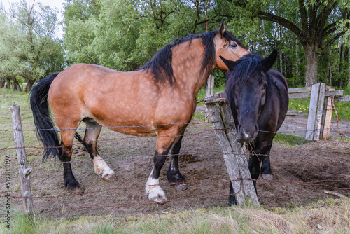 Horses in enclosure in rural area of Mazowsze region  Poland