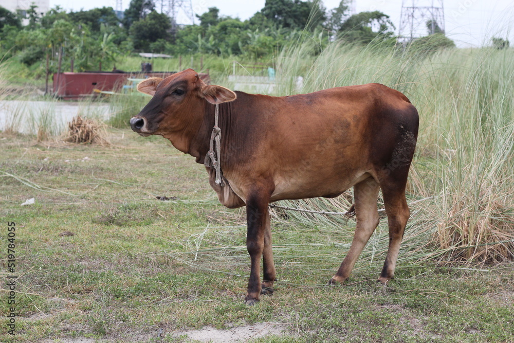 Obraz premium Cow grazing on a meadow, a cow standing on a farmland