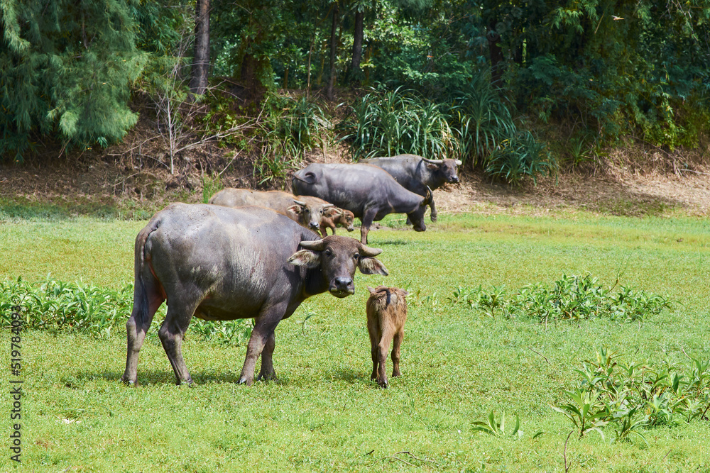 a family of black vietnamese buffaloes grazes on the grass. buffalo calves. buffalo herd a family of black vietnamese buffaloes grazes on the grass. buffalo calves. buffalo herd