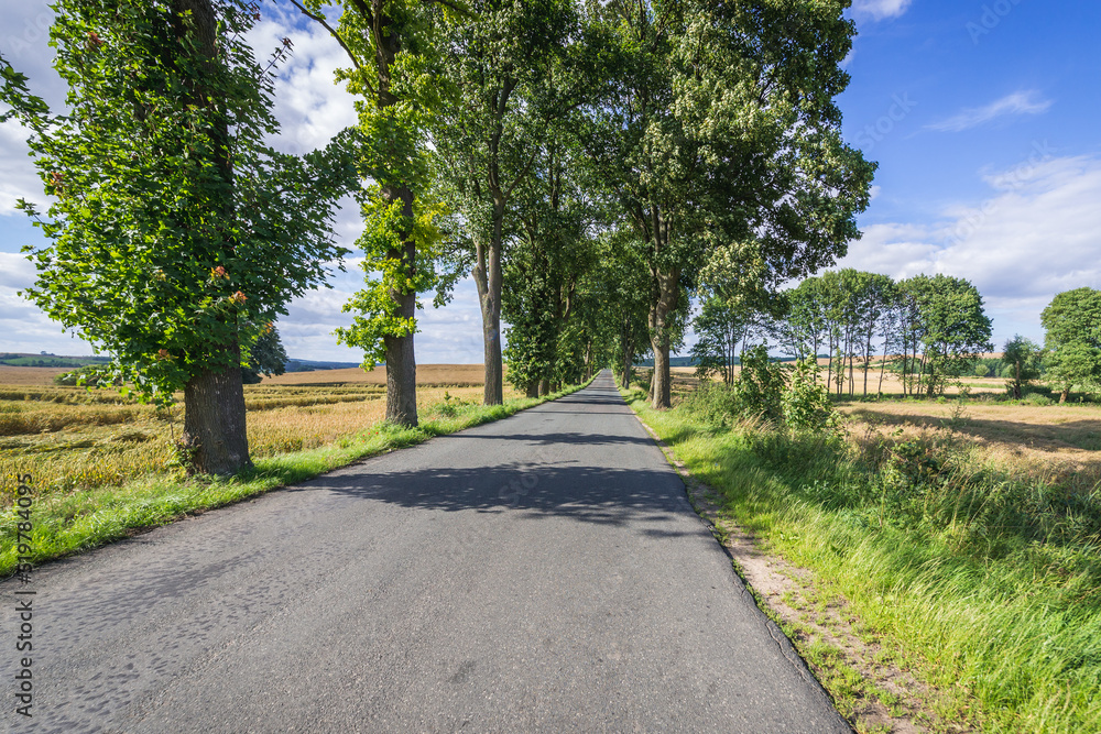 Road in Gryfino County, West Pomerania region of Poland