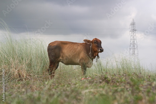Fototapeta Naklejka Na Ścianę i Meble -  Brown cow standing on a farmland, cow grazing on a meadow
