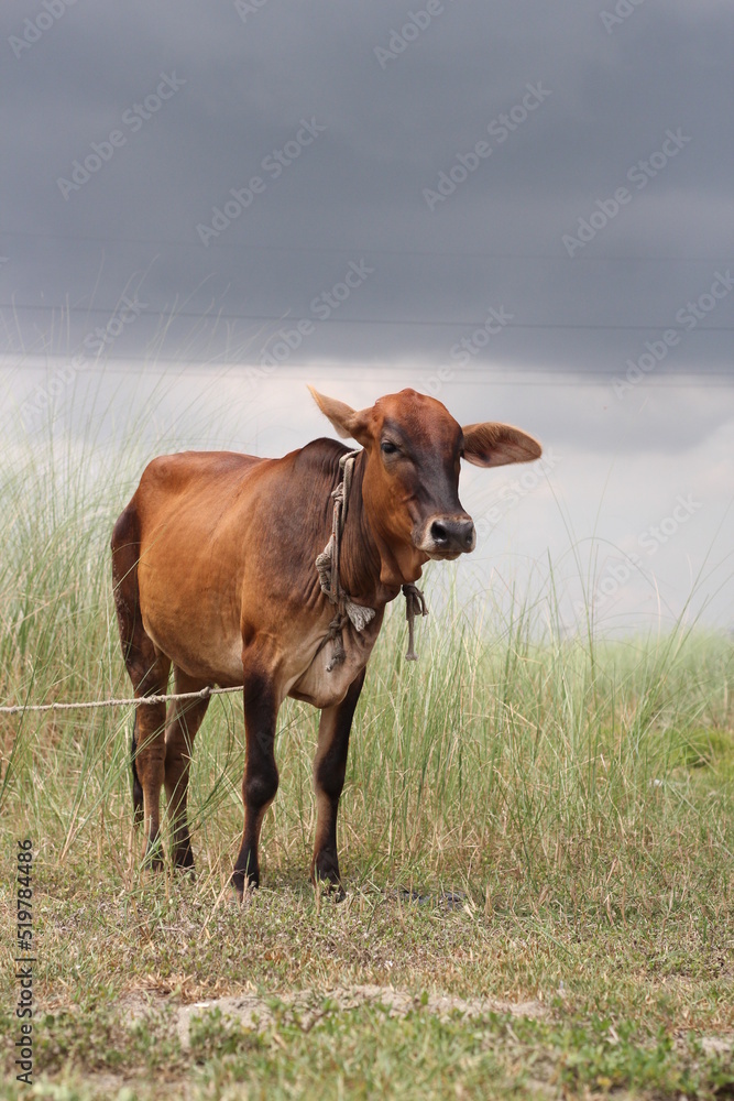 Brown grazing on a meadow, cow standing on a grassland Brown grazing on a meadow, cow standing on a grassland