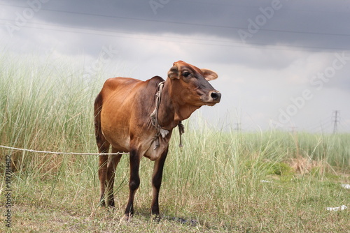 Cow grazing on a meadow, a cow standing on a farmland