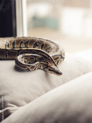 royal python house snake wallpaper