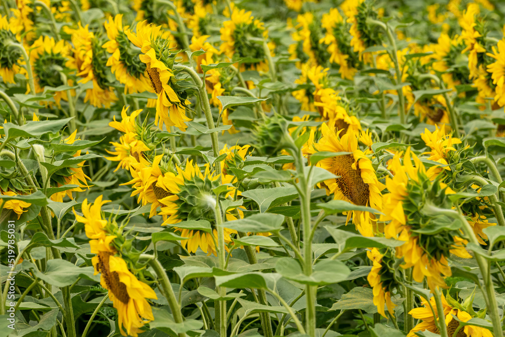 Obraz premium blooming sunflowers