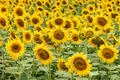 Fototapeta Naklejka Na Ścianę i Meble -  field with blooming sunflowers