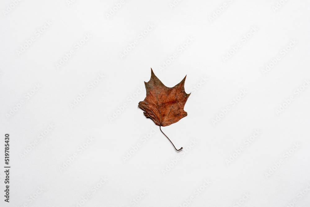 Naklejka premium High resolution dry herbarium leaves