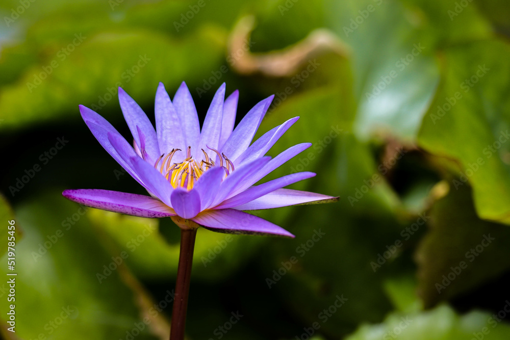Bees are pollinating purple lotus flowers blooming beautifully in the lotus pond. Bees are pollinating purple lotus flowers blooming beautifully in the lotus pond.