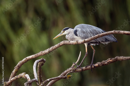 Grey Heron out hunting © Kevin
