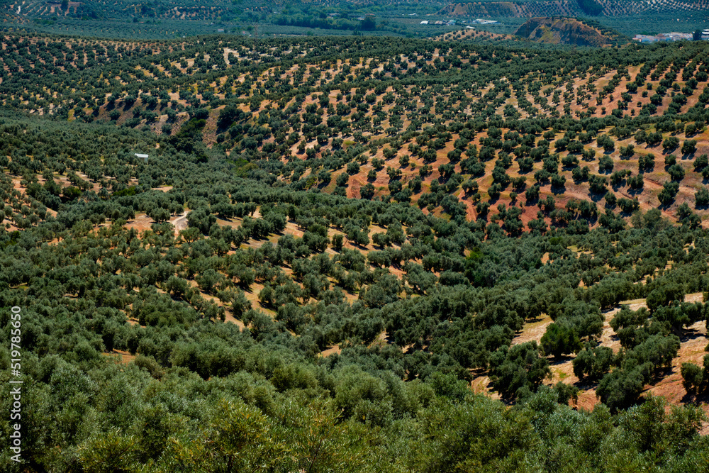 detail of an olive grove in Rute, Andalusia, Spain
