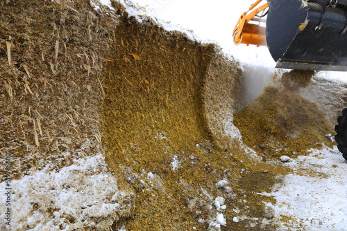 Bucket with Emily mobile cutter. Selection of silage and haylage from silage and haylage trenches. Fodder for animals in winter.