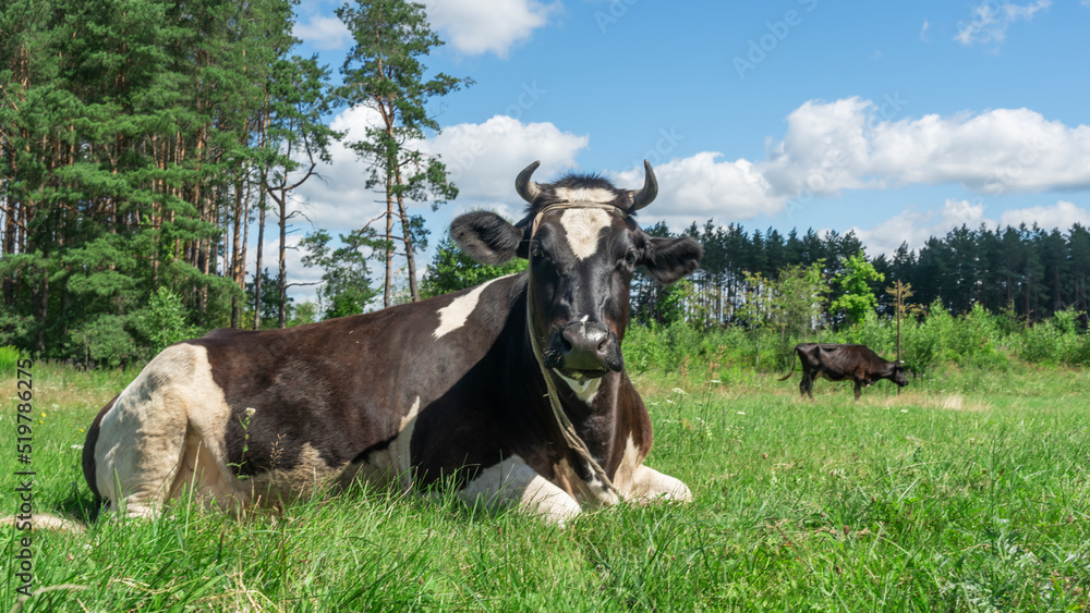 Open farm with dairy cattle on the field in countryside farm. Single cow lies on a pasture on blue sky background. Open farm with dairy cattle on the field in countryside farm. Single cow lies on a pasture on blue sky background.