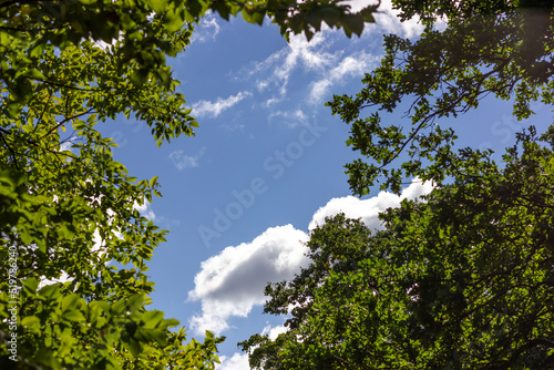 Blue sky with clouds. The tops of the trees. The sky through the crowns of the tree.