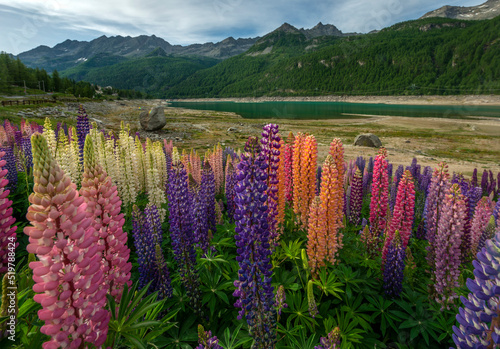 Lupin flowers at Ceresole lake, Aosta valley