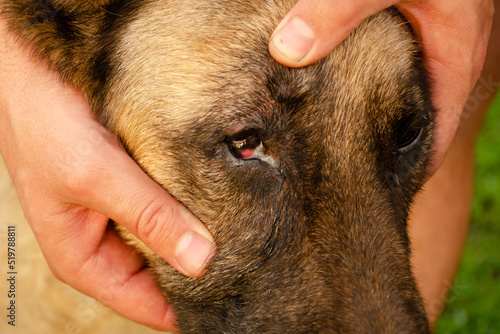 Conjunctivitis of the dog's eye with white discharge. Medical care for pets.