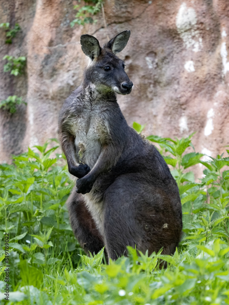 Common wallaroo, Macropus r. robustus, sits and observes the surroundings Common wallaroo, Macropus r. robustus, sits and observes the surroundings