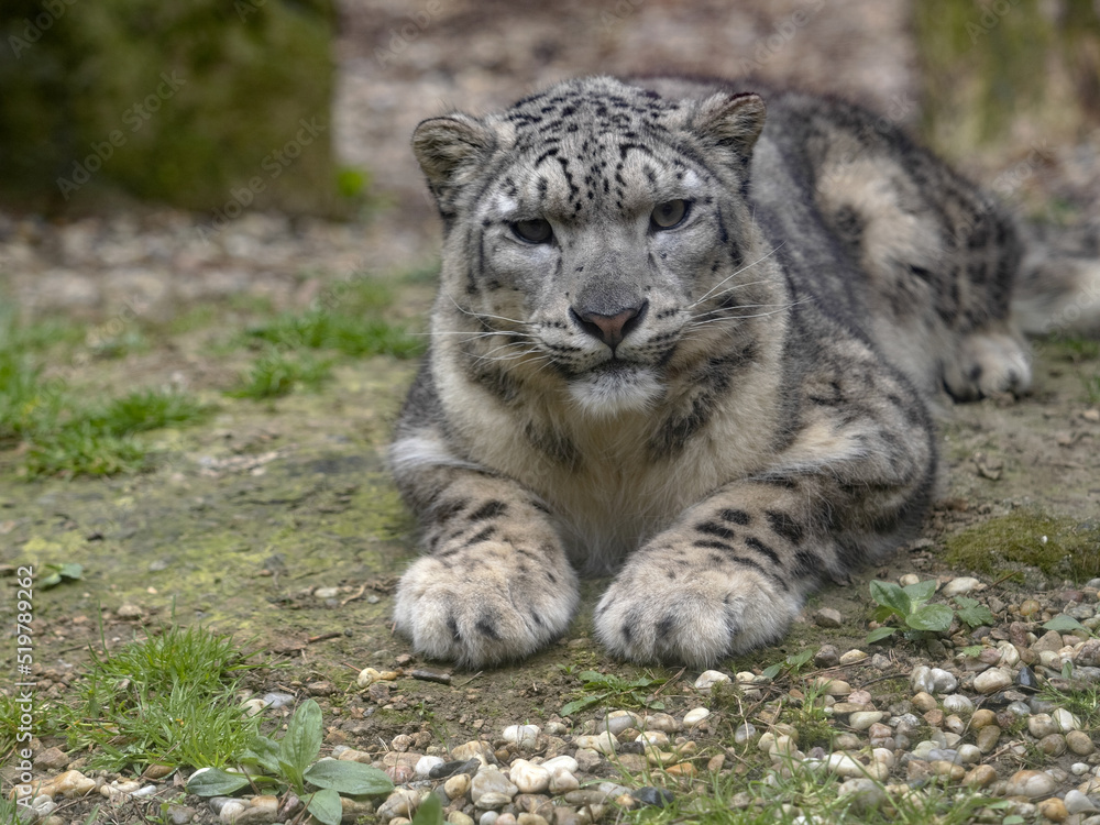 A reclining male Snow leopard, Panthera uncia, has massive front paws. A reclining male Snow leopard, Panthera uncia, has massive front paws.