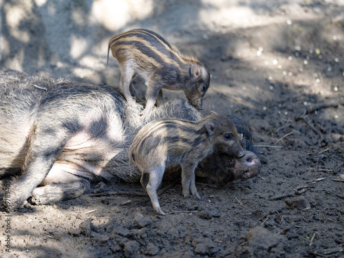 Young Visayan warty pig, Sus cebifrons negrinus harass a resting boar.