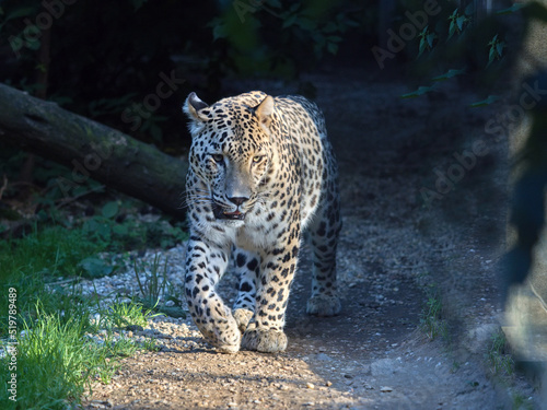 A male Persian Leopard, Panthera pardus saxicolor, on his regular patrol of his territory. photo