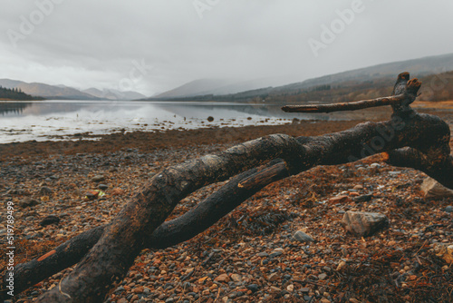 A tree branch on the shore of Loch Eil near Fort William, Scotland photo