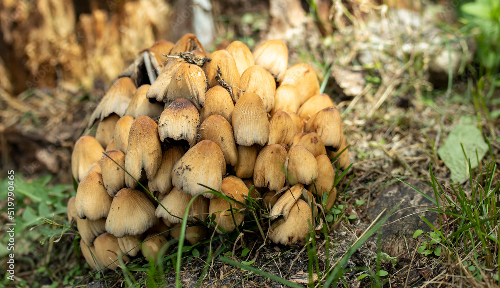 a bunch of yellow-brown mushrooms on a rotten stump, a bunch of yellow-brown mushrooms on a rotten stump,