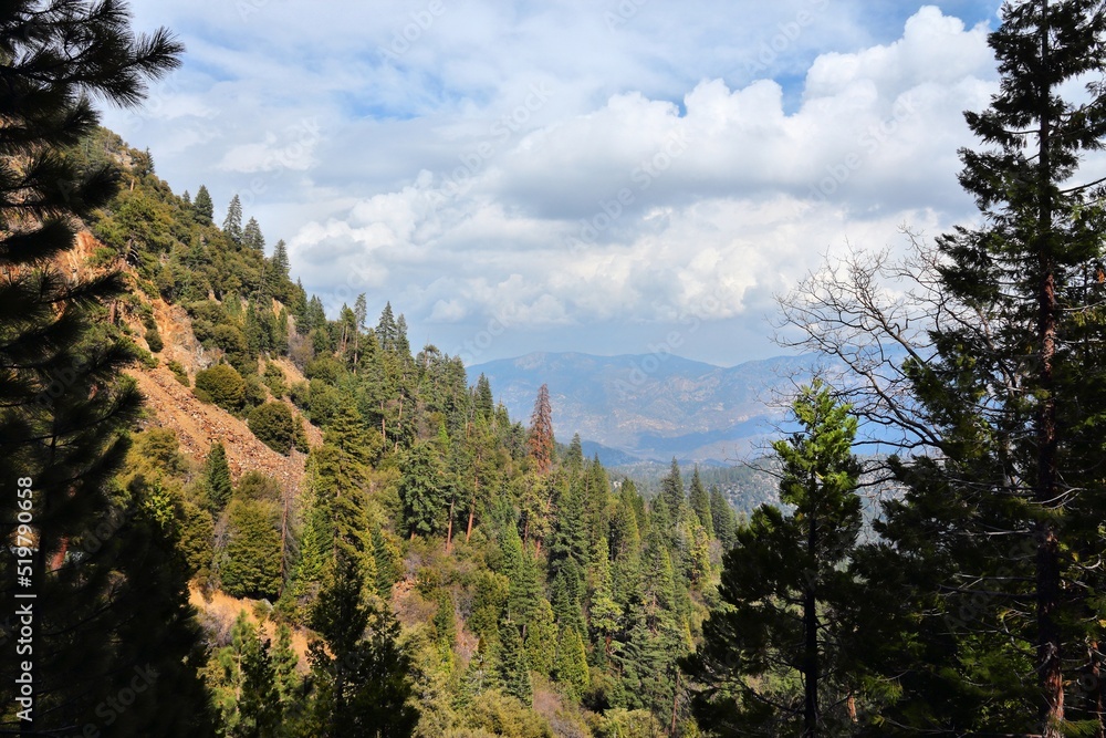 National Forest in California