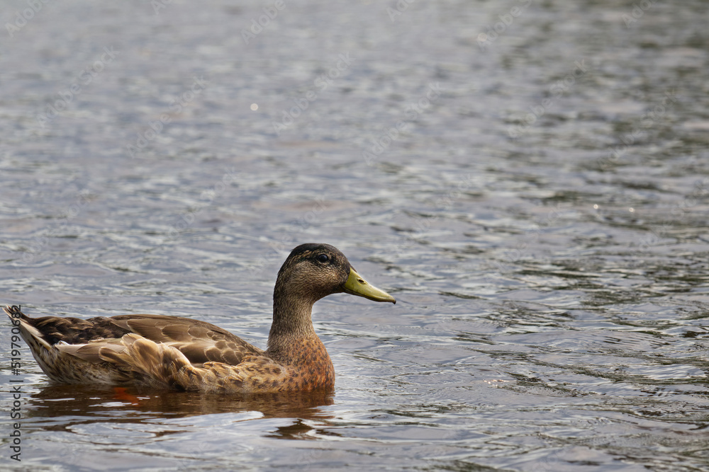 Female mallard duck swimming on a pond with green water while looking for food Female mallard duck swimming on a pond with green water while looking for food