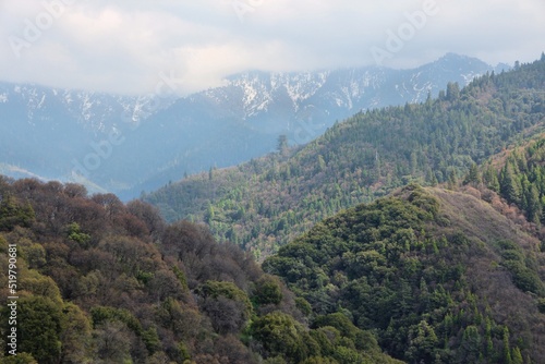 National Forest in California