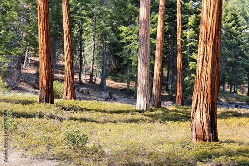 Sequoia forest in California