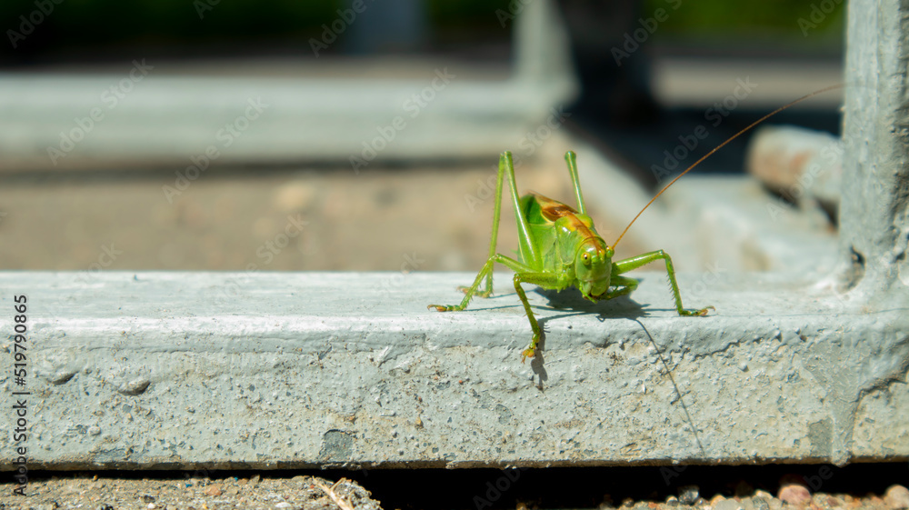 big green grasshopper on the pavement in the sun, big green grasshopper on the pavement in the sun,