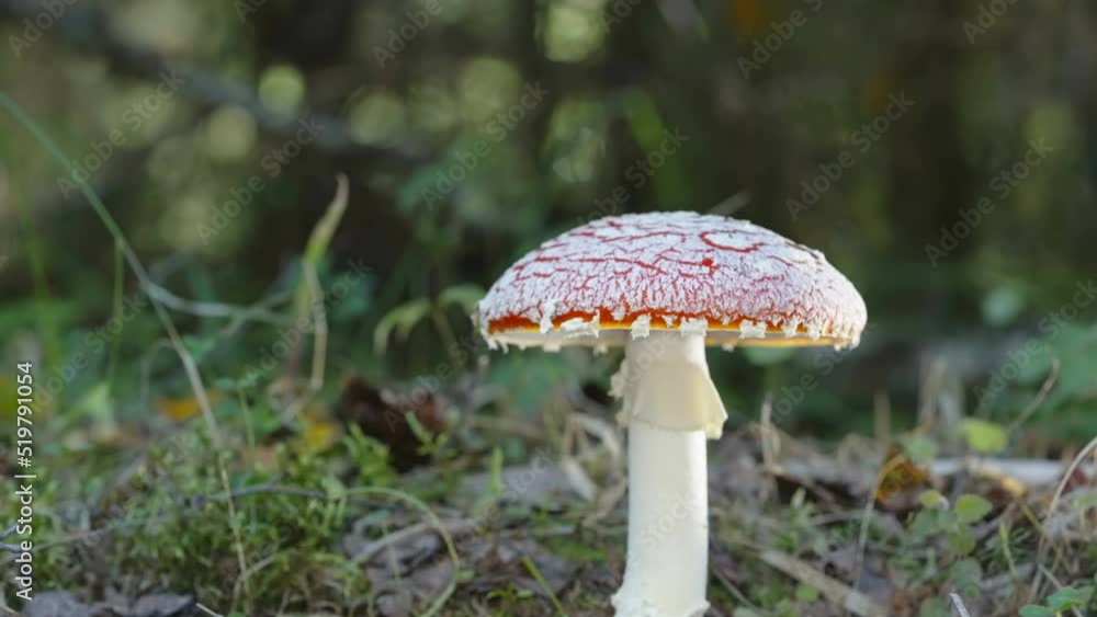The closer look of the fly agaric mushroom and very dangerous kind of mushroom in Estonia The closer look of the fly agaric mushroom and very dangerous kind of mushroom in Estonia