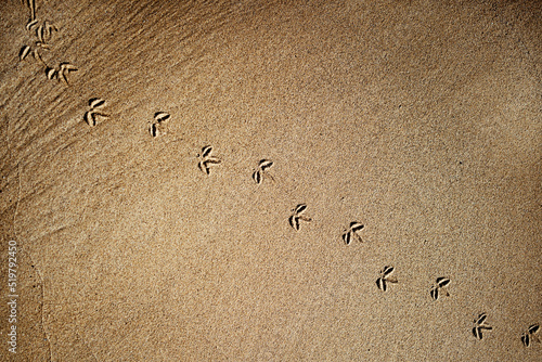 Bird footprints on sandy terrain