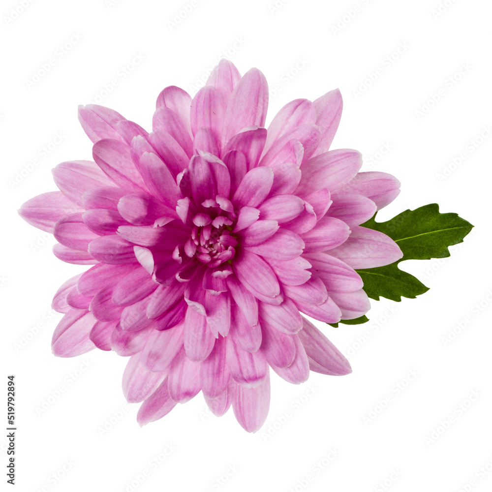 one chrysanthemum flower head with green leaves isolated over white background closeup. Garden flower, no shadows, top view, flat lay. .