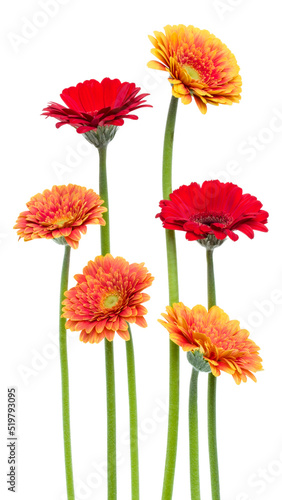Vertical gerbera flowers with long stem isolated over white background. Spring bouquet. .