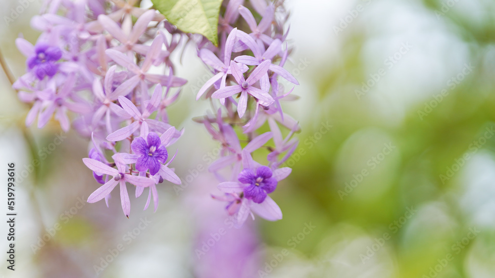 Purple Wreath is a vine-stemmed, flowering ornamental plant. and branched into a large bush Popularly planted to decorate the houses. Purple Wreath is a vine-stemmed, flowering ornamental plant. and branched into a large bush Popularly planted to decorate the houses.