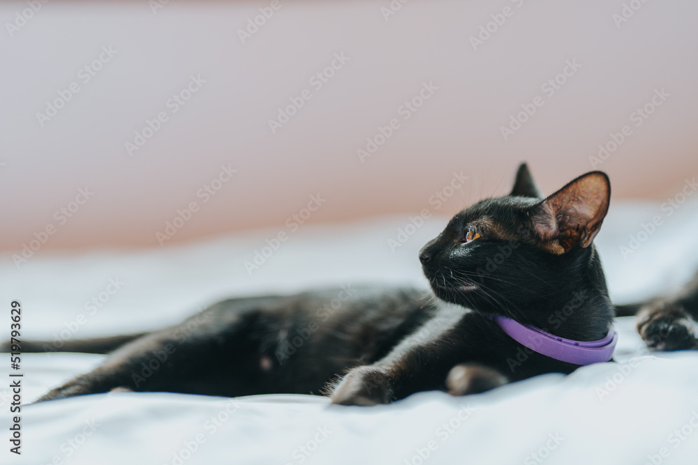 Black fur cat lying on a white bed.