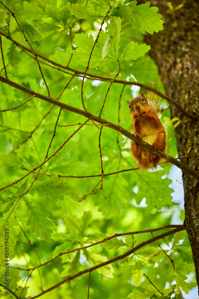 Cute squirrel in summer park on a tree branch against the background of foliage.